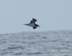 Pterodroma sandwichensis