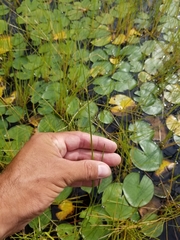 Schoenoplectus torreyi