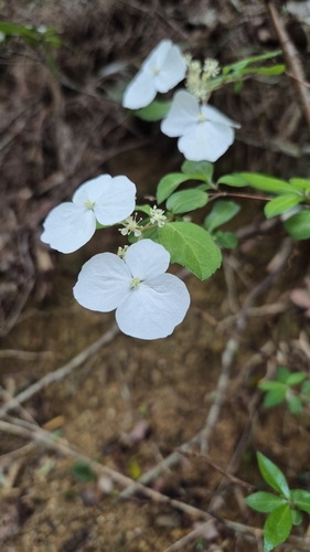Hydrangea luteovenosa, photograph 3