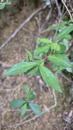 Hydrangea luteovenosa, photograph 4