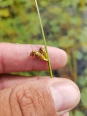 Schoenoplectus torreyi