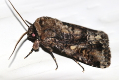 Spodoptera umbraculata