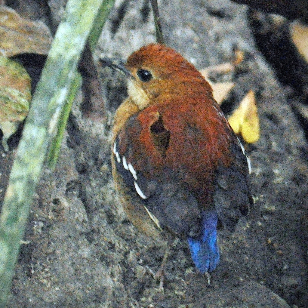 Blue-headed Pitta