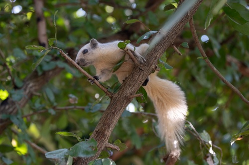 Finlayson's Squirrel