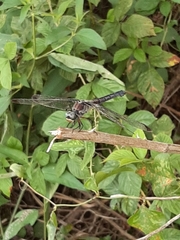 Libellula vibrans