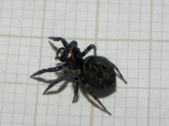 Coryphasia nigriventris