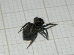 Coryphasia nigriventris