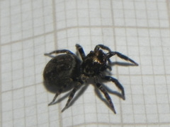 Coryphasia nigriventris