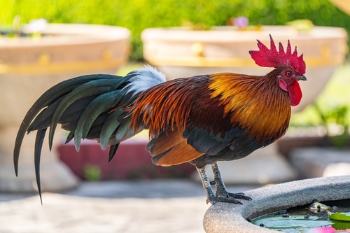 Red Junglefowl