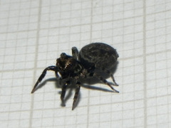 Coryphasia nigriventris