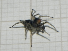 Maeota dichrura