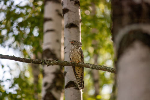 Cuco común (Cuculus canorus)