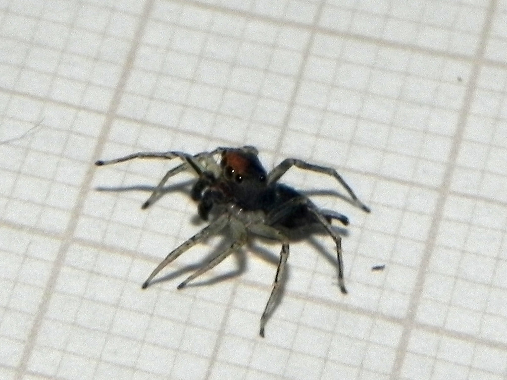 Maeota dichrura