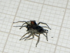 Maeota dichrura