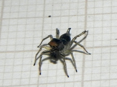 Maeota dichrura