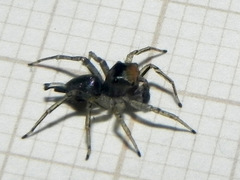 Maeota dichrura