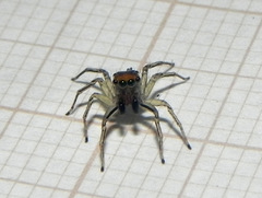 Maeota dichrura