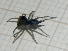 Maeota dichrura