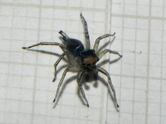 Maeota dichrura