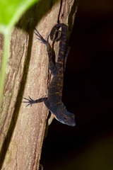 Anolis rubribarbus