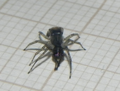 Maeota dichrura