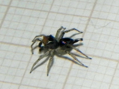 Maeota dichrura