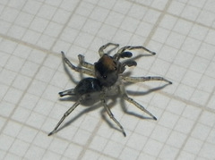 Maeota dichrura