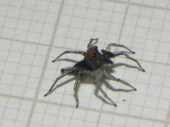 Maeota dichrura