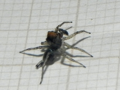 Maeota dichrura