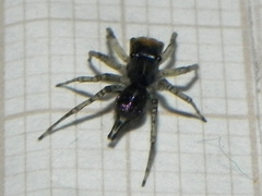 Maeota dichrura