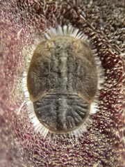 Bactericera antennata