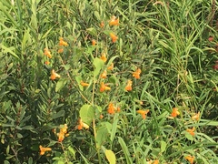 Impatiens capensis