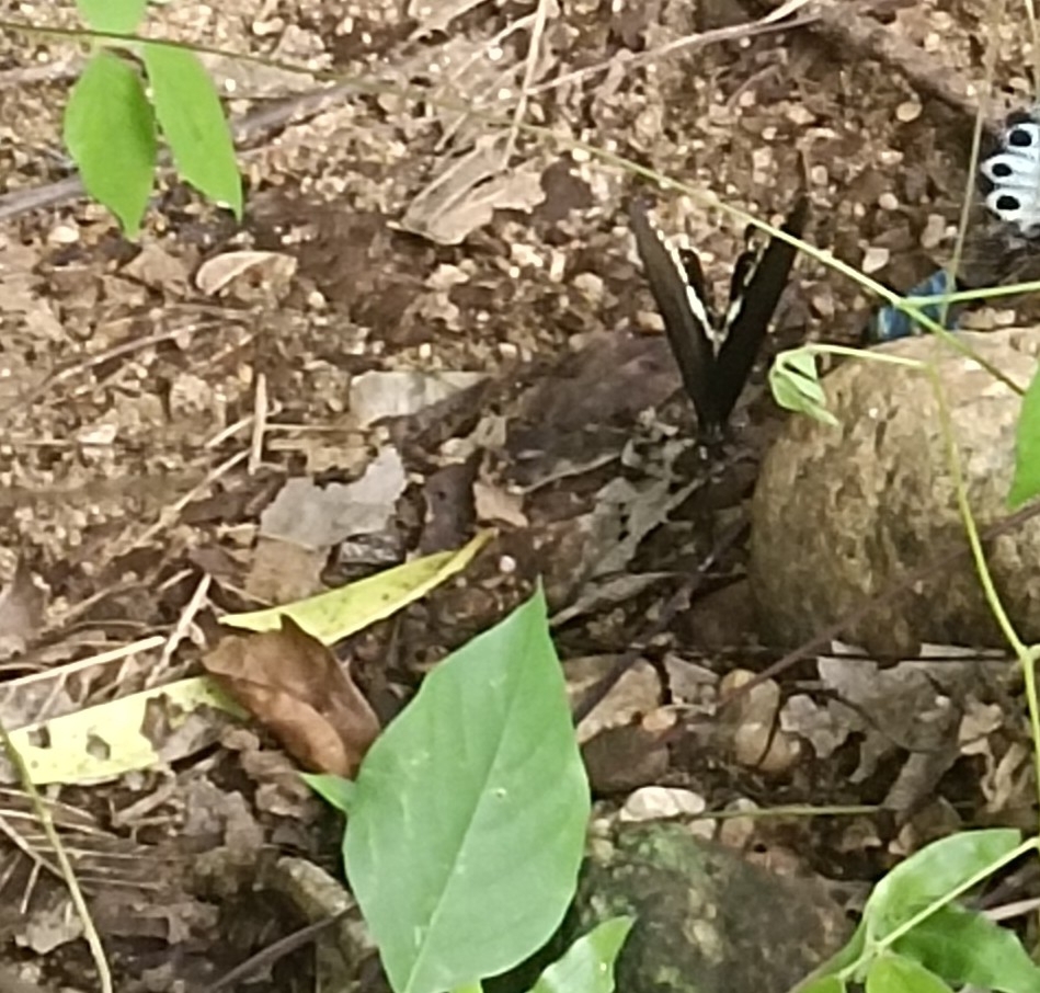 Common Mormon