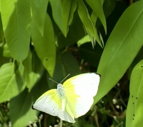 Lemon Emigrant