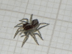 Maeota dichrura