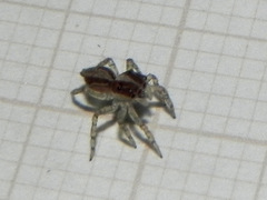 Maeota dichrura