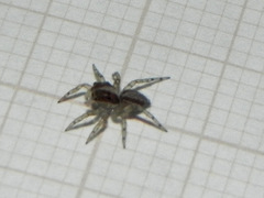 Maeota dichrura