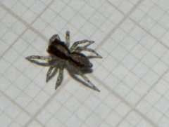 Maeota dichrura