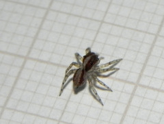 Maeota dichrura