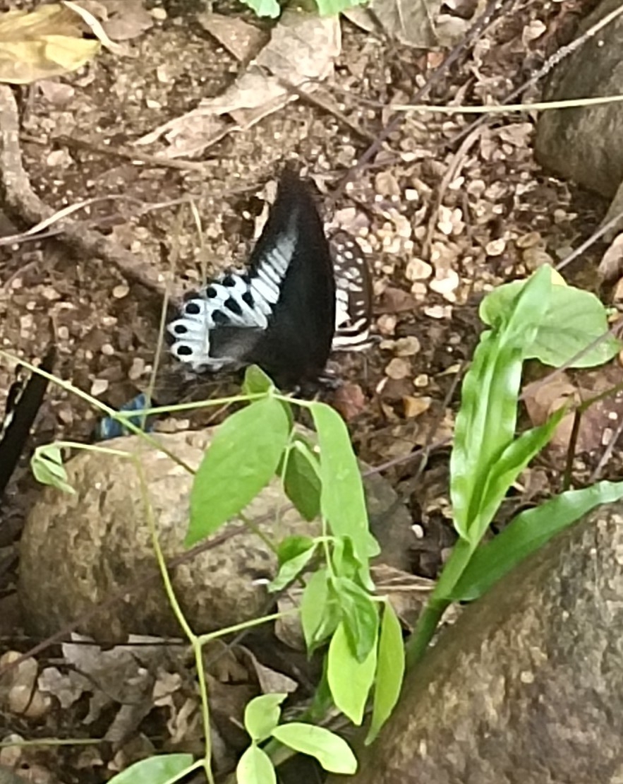 Island Mormon