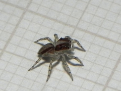 Maeota dichrura