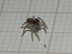 Maeota dichrura