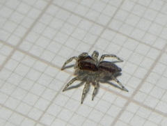 Maeota dichrura