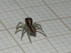 Maeota dichrura