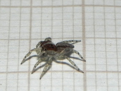 Maeota dichrura