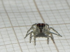 Maeota dichrura