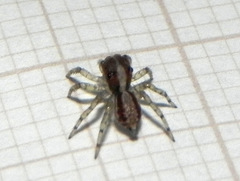 Maeota dichrura