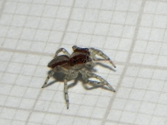 Maeota dichrura
