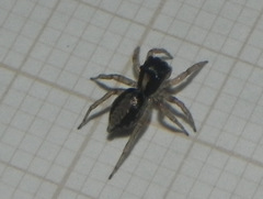 Maeota dichrura