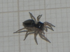 Maeota dichrura